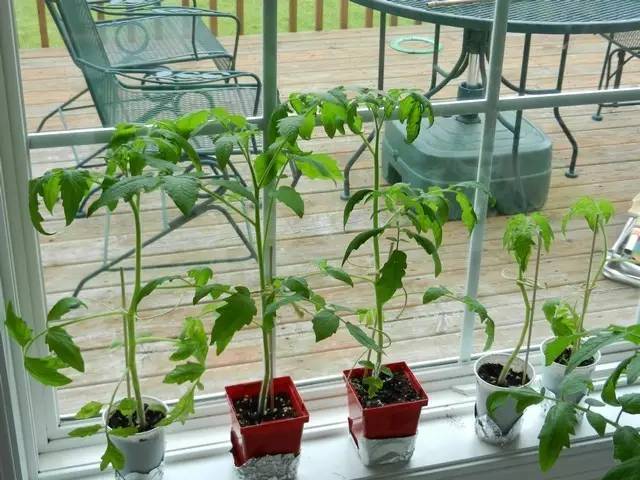 想要小番茄开花结果,除了水分和阳光充足,还需要薄肥勤施,加上