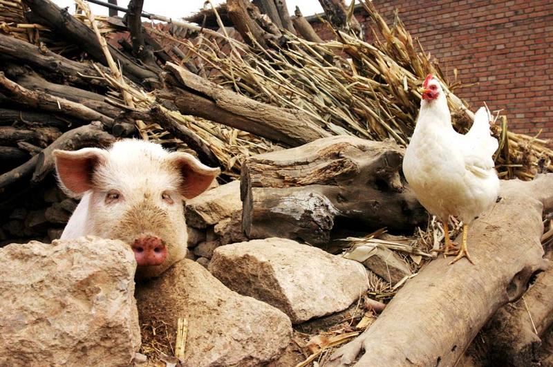 公鸡和母猪打架,笑了一上午,哈哈哈.