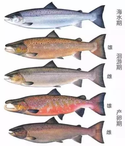 挪威发现日本人很喜欢吃生鱼,于是开始向日本出口可生吃的正统三文鱼